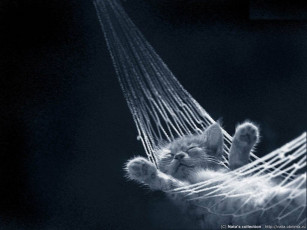 Картинка безмятежность животные коты