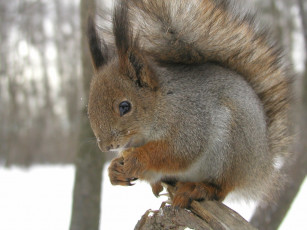 Картинка животные белки