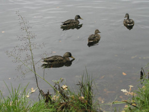 Картинка животные утки