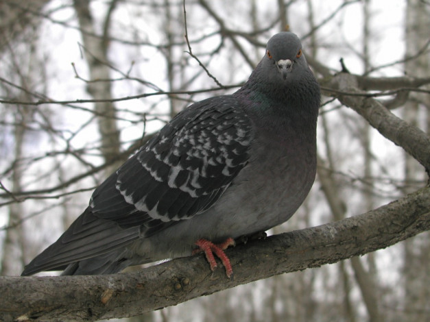 Обои картинки фото животные, голуби