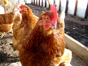 обоя курочки, животные, куры, петухи