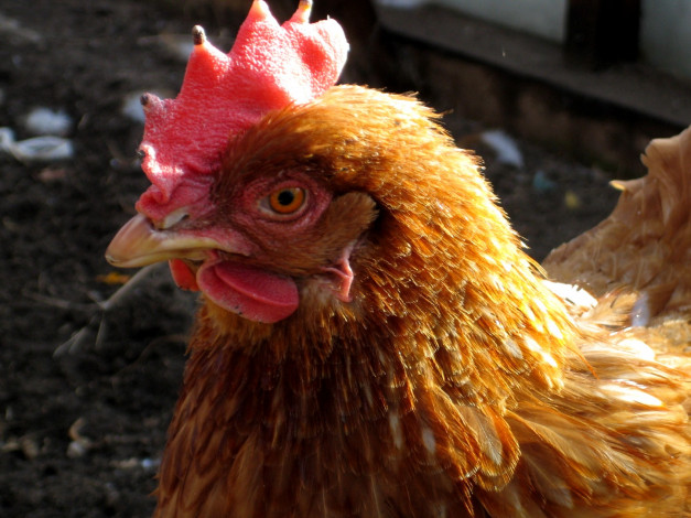 Обои картинки фото курочки, животные, куры, петухи