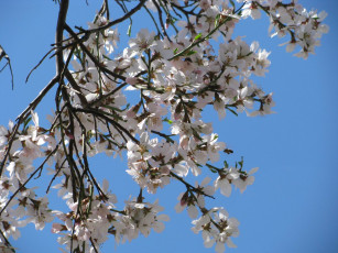 Картинка цветы цветущие деревья кустарники