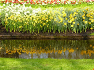 Картинка цветы нарциссы