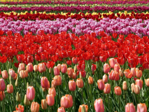 Картинка цветы тюльпаны