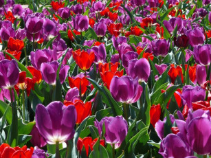 Картинка цветы тюльпаны