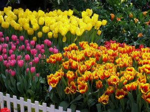 Картинка цветы тюльпаны