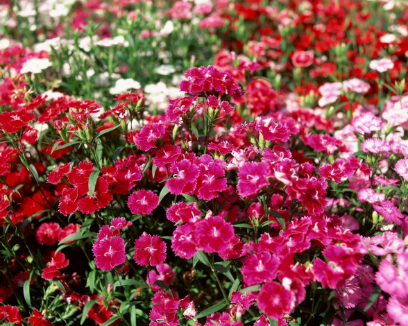 Обои картинки фото цветы, гвоздики