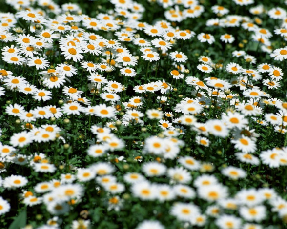 Обои картинки фото цветы, ромашки