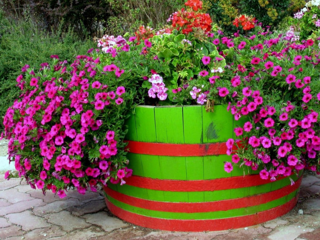 Обои картинки фото цветы, петунии, калибрахоа