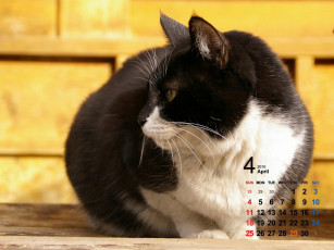 обоя календари, животные