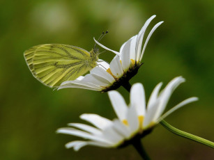 Картинка животные бабочки