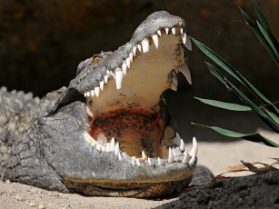 Картинка животные крокодилы