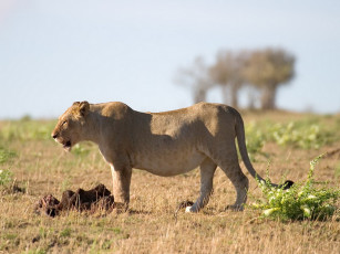 Картинка животные львы