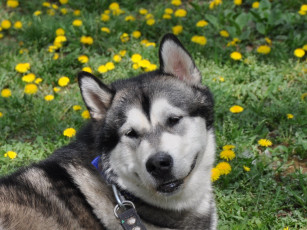 Картинка животные собаки