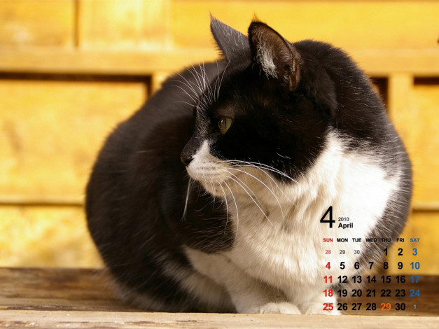 Обои картинки фото календари, животные