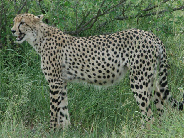 Обои картинки фото животные, гепарды