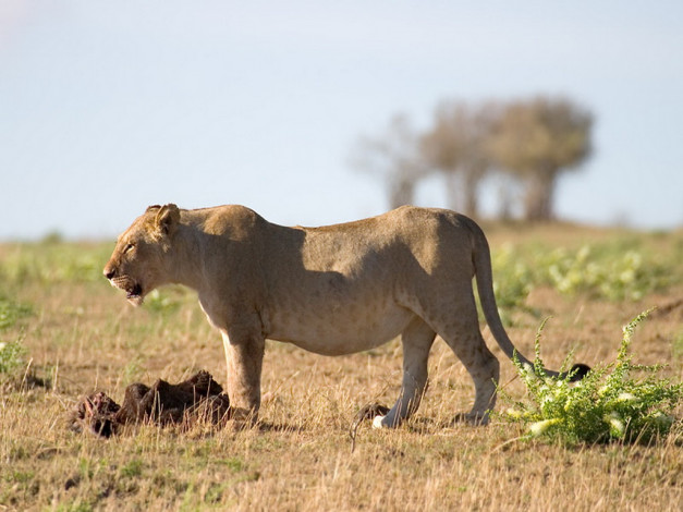 Обои картинки фото животные, львы