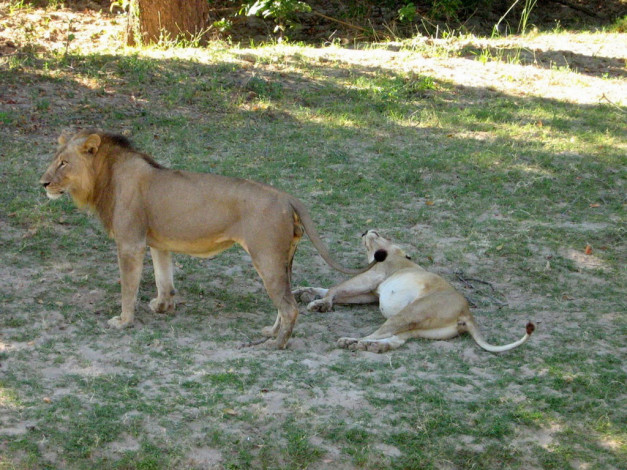 Обои картинки фото животные, львы