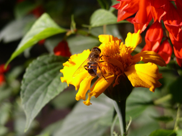 Обои картинки фото животные, пчелы, осы, шмели