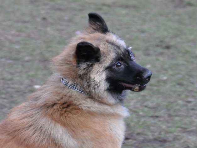 Обои картинки фото животные, собаки