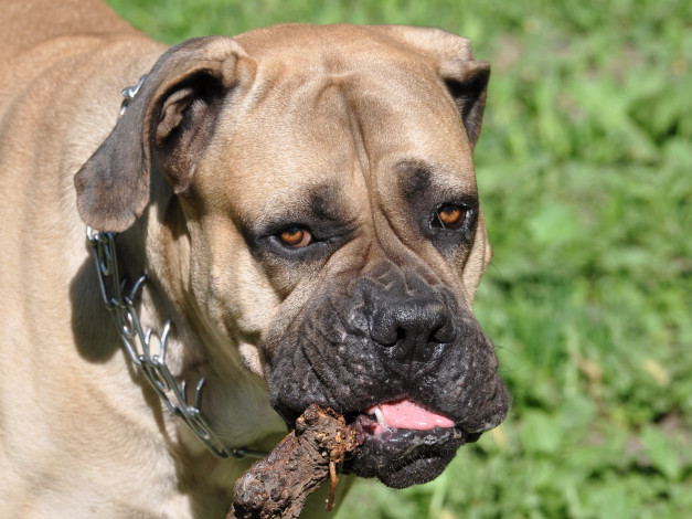 Обои картинки фото животные, собаки