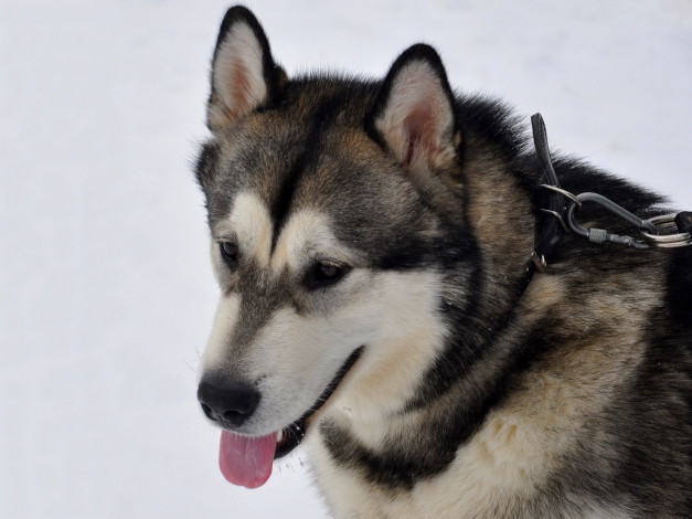 Обои картинки фото животные, собаки