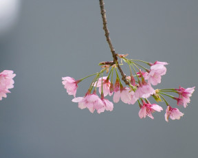 Картинка цветы сакура вишня