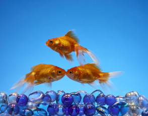 Картинка животные рыбы золотая рыбка