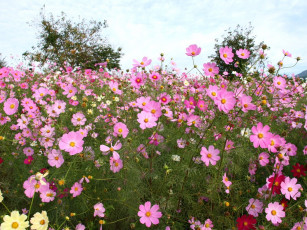 Картинка цветы космея