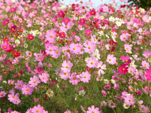 Картинка цветы космея