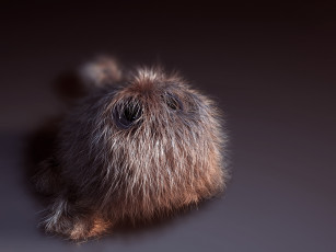 Картинка юмор приколы непонятная зверюга