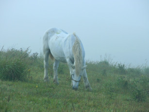 Картинка животные лошади