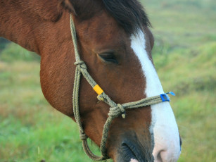 Картинка животные лошади