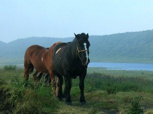 Картинка животные лошади