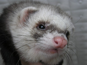 Картинка животные хорьки ласки соболи горностаи куницы