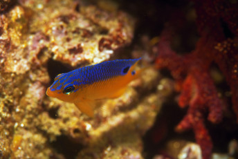 Картинка животные рыбы