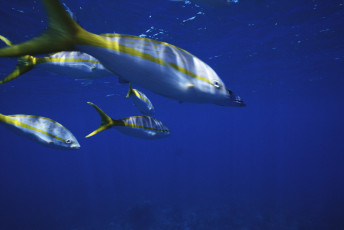 Картинка животные рыбы