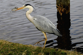 Картинка животные цапли