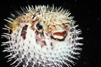 Картинка животные морская фауна