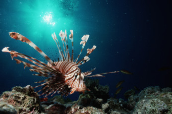 Картинка животные рыбы