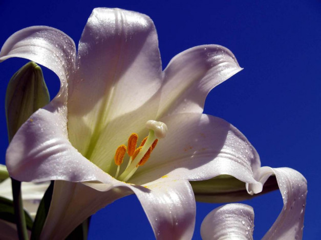 Обои картинки фото цветы, лилии, лилейники