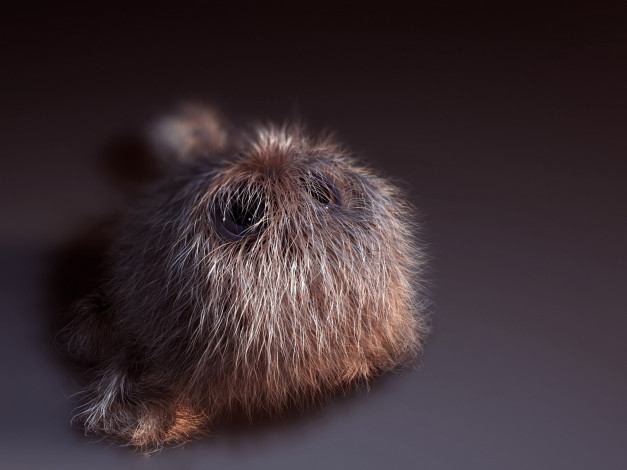 Обои картинки фото юмор, приколы, непонятная, зверюга