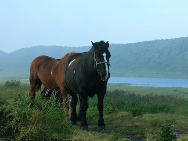 Обои картинки фото животные, лошади