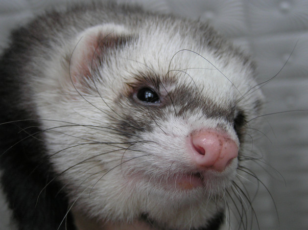 Обои картинки фото животные, хорьки, ласки, соболи, горностаи, куницы
