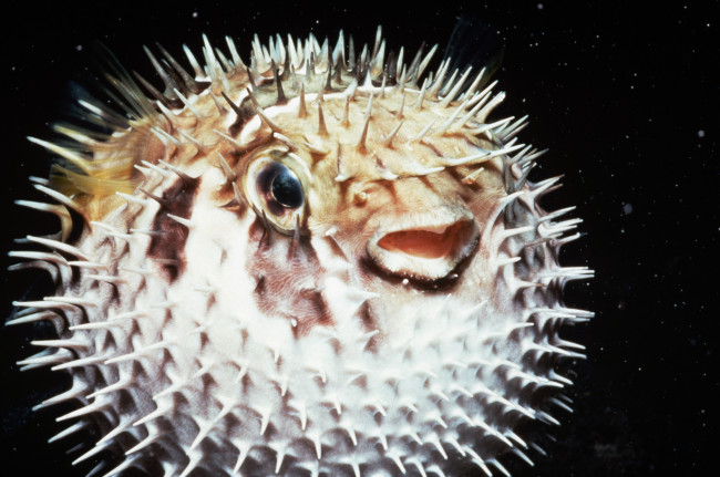 Обои картинки фото животные, морская, фауна