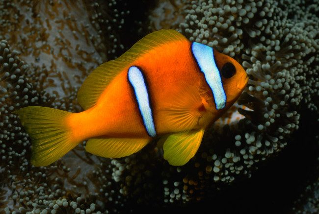 Обои картинки фото животные, рыбы