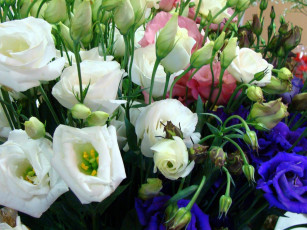 Картинка цветы эустома белый розовый синий