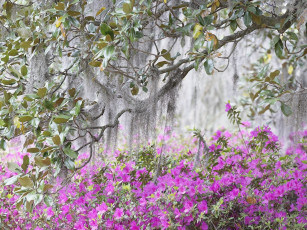 Картинка цветы рододендроны азалии розовый