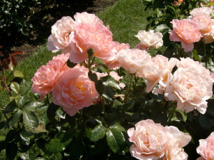 Картинка цветы розы